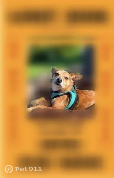 Lost dog, East Mount Vernon Street, 100, Lansdale - female, skittish, chipped - photo