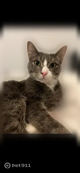 Lost male cat, Ponce De Leon Court Northeast, 723, Atlanta - shy grey cat with white markings - photo