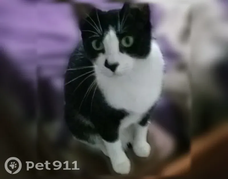 Lost cat, 2Q7F+V2 Floral Park, FL, USA, Lake Helen - female, black nose, white boots - photo