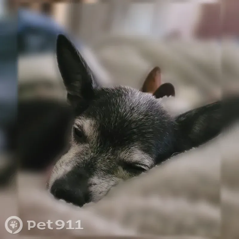 Lost dog, Deming, New Mexico - black chihuahua, 14 years old - photo