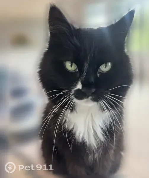 Lost cat, male, Halter Road, 14680, Wellington - long-haired black and white - photo