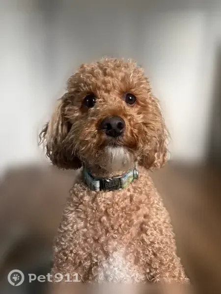 Lost dog, 240 East, 1160, Centerville — collar says “Bear” - photo