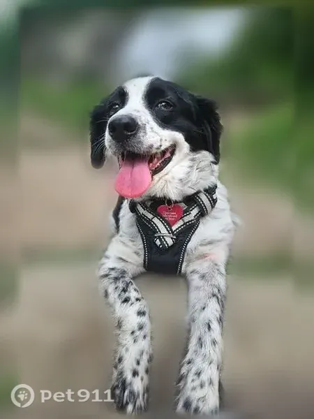 Missing dog Female, Richardson (usl542590) - photo