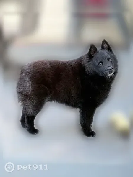 Lost dog, Cromwell Lane, 1223, Naperville, Akron - male, all black, fluffy coat, pointy ears - photo