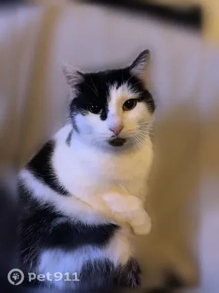 Chat perdu femelle, Rue Georges Zabiaux, Anzin, Dunkerque - noir et blanc, très fine - photo