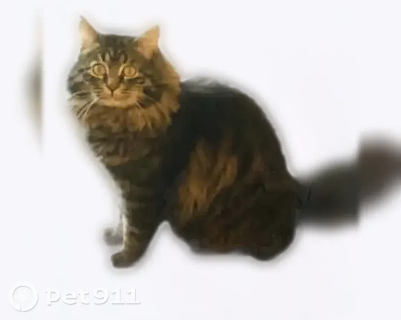 Lost cat, South Jordan, Utah, Saratoga Springs - male indoor cat - photo