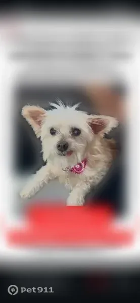 Lost dog, Trinity Vista Trail, 8625, Hurst, Arlington - female, 6 lb, cream and white fur - photo