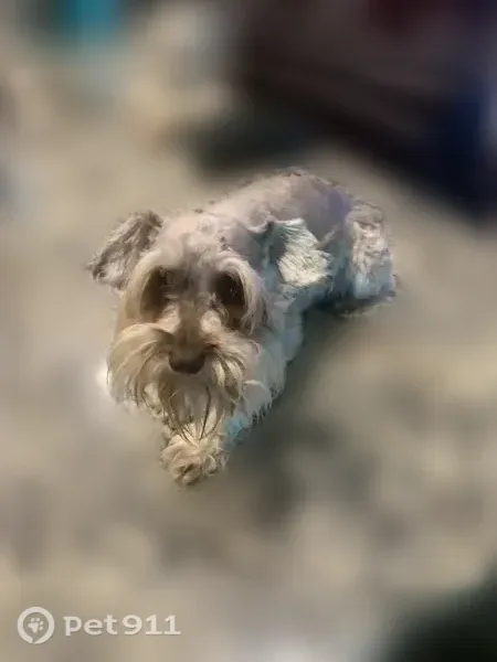 Lost dog, East Sanford Street, 708, Arlington - male, scared, no collar - photo