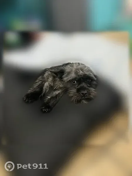 Lost dog, Bremen Avenue, Portage, Round Lake Beach - male, black and gray, no collar - photo