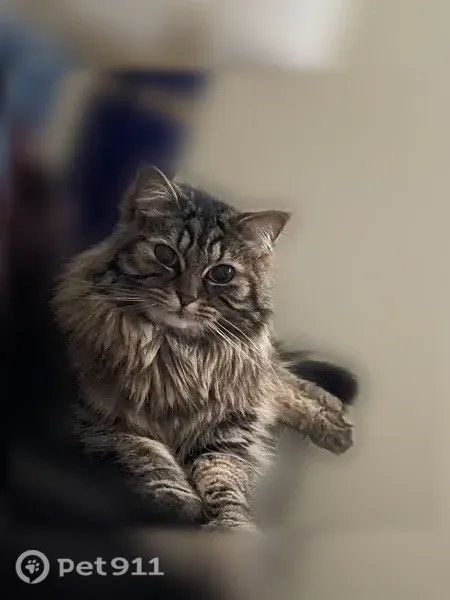 Lost cat, Southwest Walker Road, 14245, Arlington - female, inside only - photo