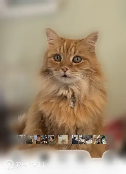 Lost cat, Madrona Court Southeast, 1892, Salem - orange, very friendly - photo