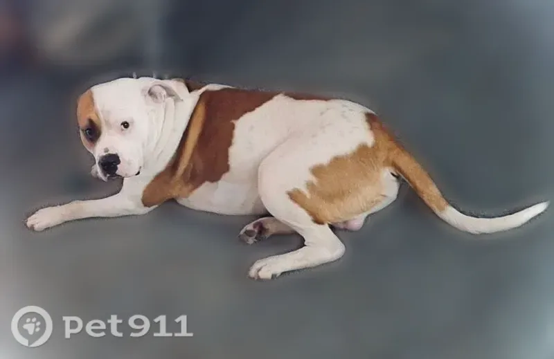 Lost dog, East Owl Hollow Road, 201, San Marcos - male, very big, white with brown patches - photo