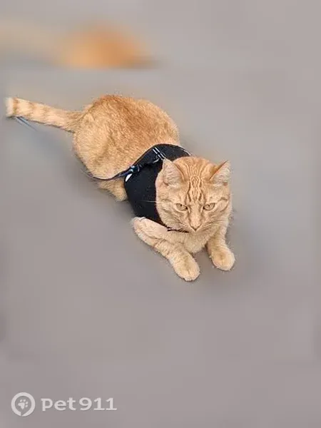 Chat perdu, Rue de l'Est, 14, Boulogne-Billancourt - roux tigré, stérilisé, pucé - photo