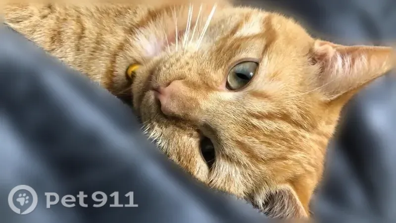 Chat perdu mâle, Chemin de Chabrieres, Peyrins - roux et fin - photo