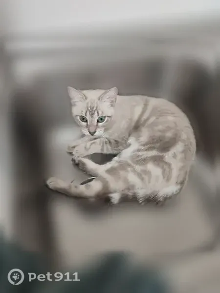 Chat perdu, femelle, Rue des Sapins, 51, Rouen - yeux verts - photo