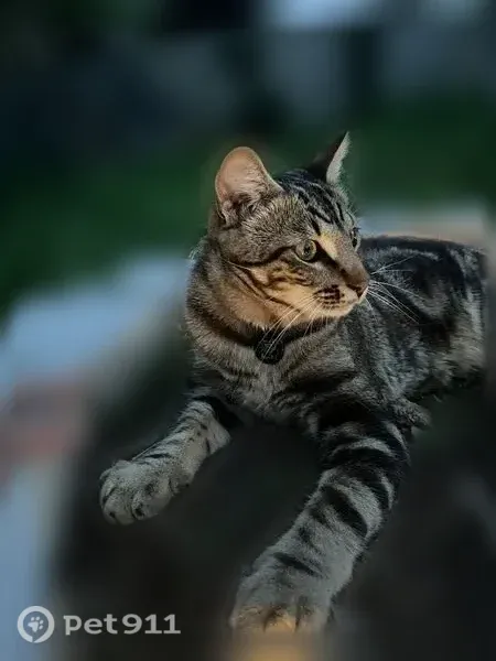 Chat perdu mâle, Allée des Fanges, 96, Saint-Symphorien-sur-Coise - tigré, yeux verts - photo
