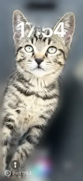 Chat perdu mâle, Route de Lorry, 146, Metz - collier anti-puce avec AirTag noir - photo