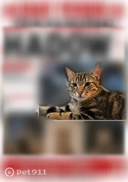 Chat perdu mâle, Square Jean Racine, 15, Ris-Orangis - tigré marron clair - photo