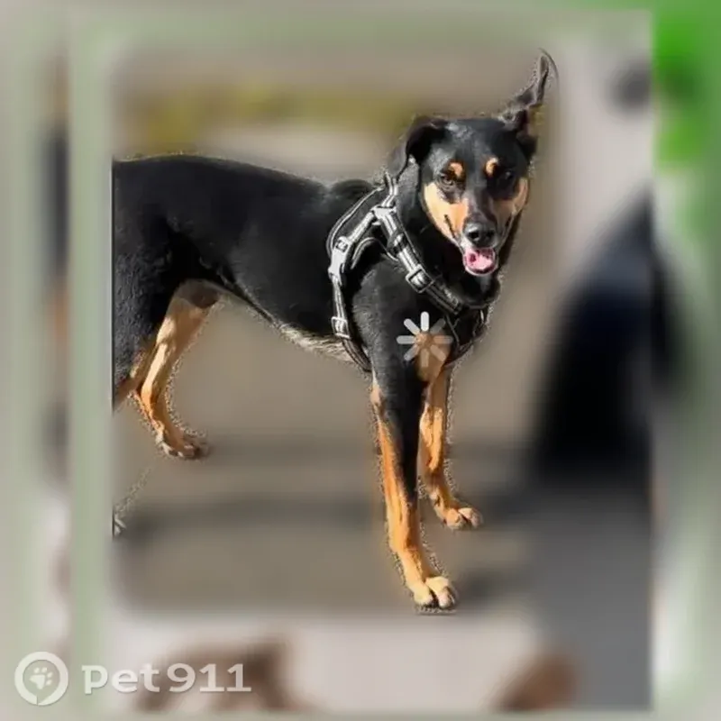 Chien perdu mâle, Le Vieux-Bourg, Châlons-en-Champagne - marron et noir - photo