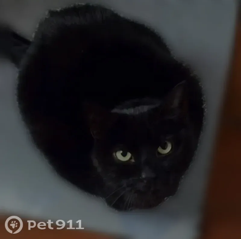 Chat perdu, femelle, Paris - chatte noire d’intérieur - photo