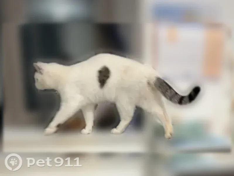 Chat perdu femelle, Rue de l'Ouche Boyer, 32, Mehun-sur-Yèvre - queue un peu rayée - photo
