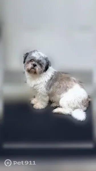 Lost dog, female, Beethoven Run, Hornsby Bend - very small, white with grayish patches - photo