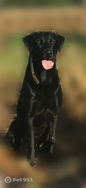 Lost dog, Burt Mill Road, Tallassee - black intact male lab - photo
