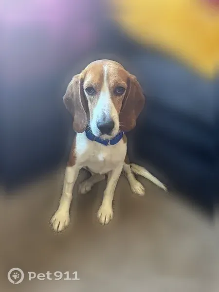 Lost dog, Northeast 19th Avenue, 652, Minneapolis - scared, tattoo on right ear - photo