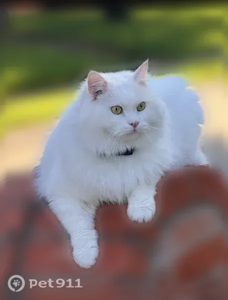 Lost cat, Stacia Drive, 2344, Plano - white ragdoll - photo
