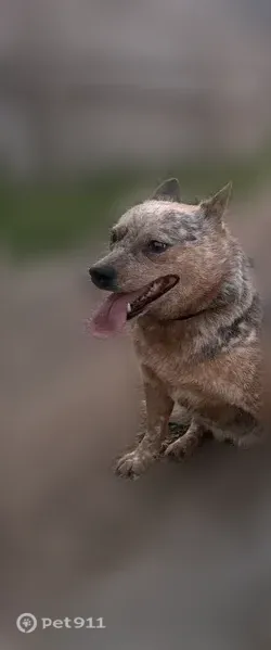 Lost dog, Dundee Avenue, 1117, Waterloo - blue heeler - photo