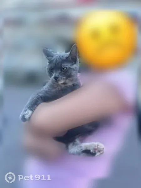 Chat perdu femelle, Avenue Ernest Colin, 23, Saint-Dié-des-Vosges - photo