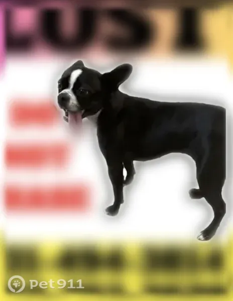 Lost dog, Lancaster Lane, 805, Newport News - small black and white, friendly - photo