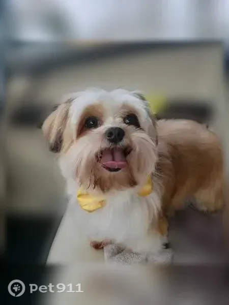 Lost dog, Randolph, Massachusetts - beige and white, very small, 11 years old - photo