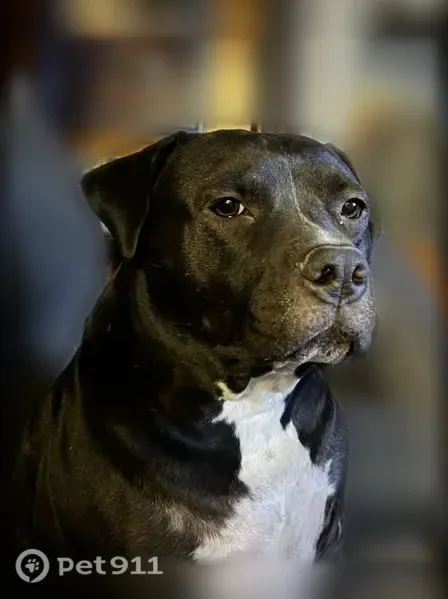 Lost dog, Ridge Way Drive, 4708, Temple - male, tuxedo coat - photo