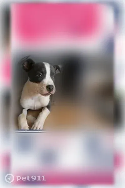 Lost dog, Hummingbird Lane Southeast, 190, Calhoun, Birmingham — female, blue and white, colorful collar with bow - photo