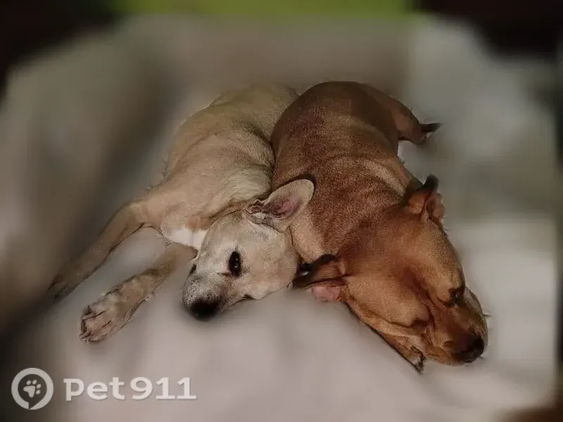 Lost dog, Northeast Holladay Street, 518, Portland - female, 45 lbs, walking issues - photo