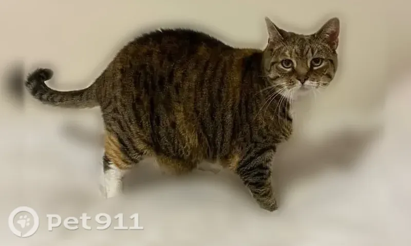 Lost cat, Sand Lake Road, 2975, Lindenhurst - female, tabby-calico with a white chest and tummy - photo