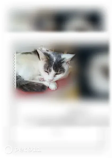Chat perdu femelle, Rue Lamartine, Talence, Paris - blanche et grise - photo