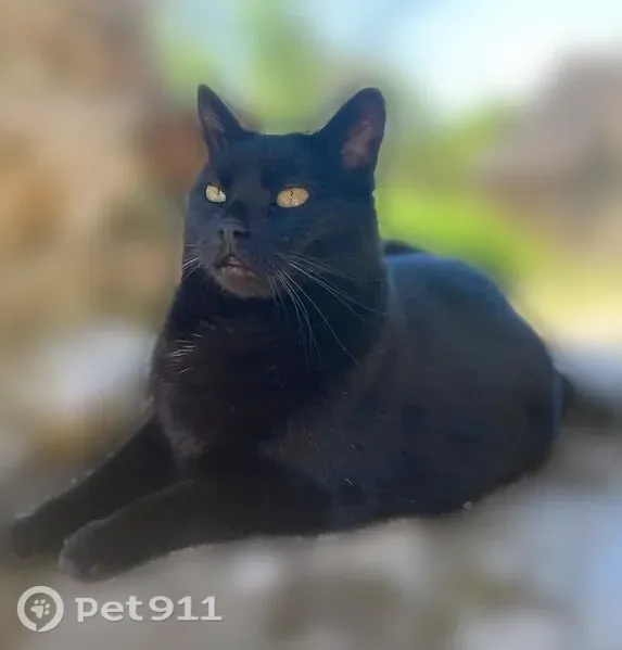 Perdu chat mâle, Route de la Ponchie, 999, Cahus, Poitiers - chatte noire avec poils blancs sur le poitrail - photo