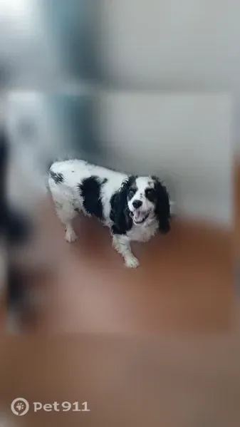 Lost dog, West Cox Road, 3241, Willcox - male, scared of loud noises - photo