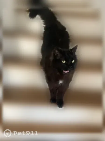 Chat perdu mâle, Rue du Plateau du Moulin, 15, Conflans-Sainte-Honorine - noir avec médaillon blanc sur le torce - photo