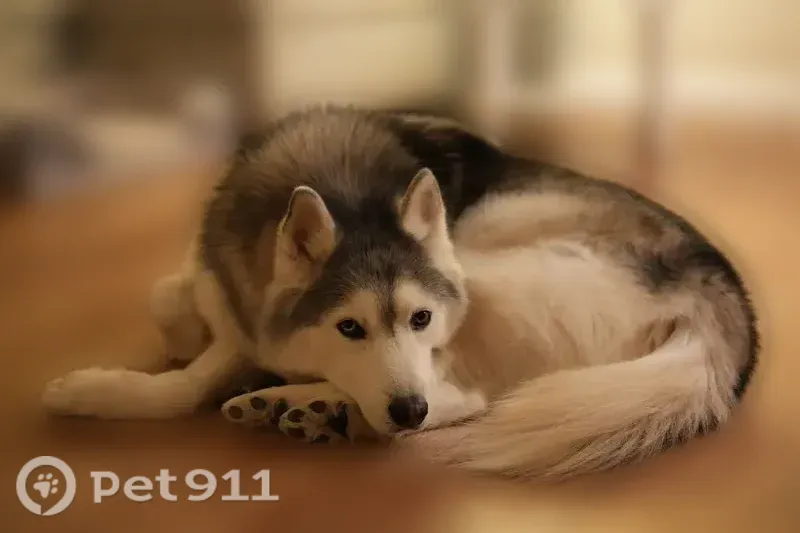 Lost dog, Doble Street, 36, Quincy — male, 9 years old - photo