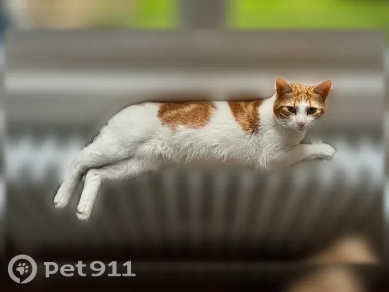 Chat perdu mâle, Rue des Siéges, 32, Épernay - blanc et roux, pucé - photo