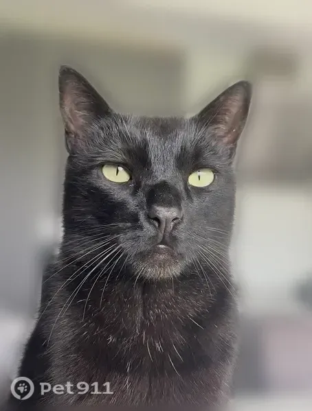 Chat perdu mâle, Chemin de Champagne, Viriat, Lyon - tout noir aux yeux verts clairs - photo