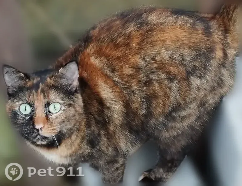 Chat perdu, Le Vieux-Marché, Paris - femelle, écaille de tortue dilué - photo
