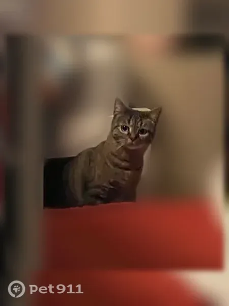 Chat perdu femelle, Le Val d'Hazey, Paris - tigrée et pucée - photo