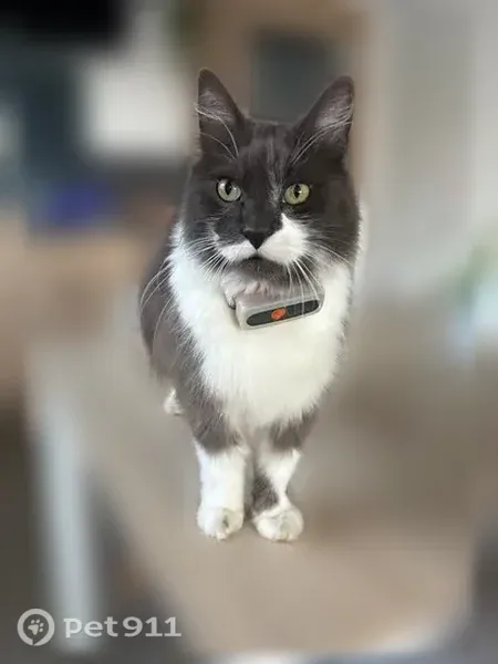 Chat perdu mâle, Bourg-Beaudouin, Normandie, Paris — collier GPS perdu - photo