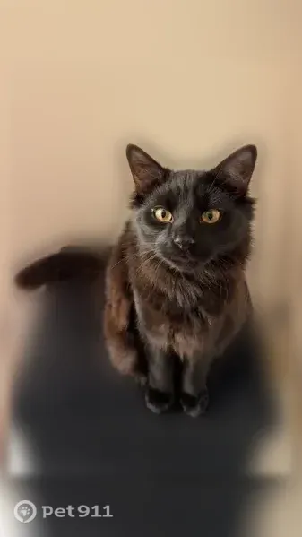 Chat perdu mâle, Rue du 8 Mai, 21, Saint-Martin-le-Beau - noir à poil long, castré - photo