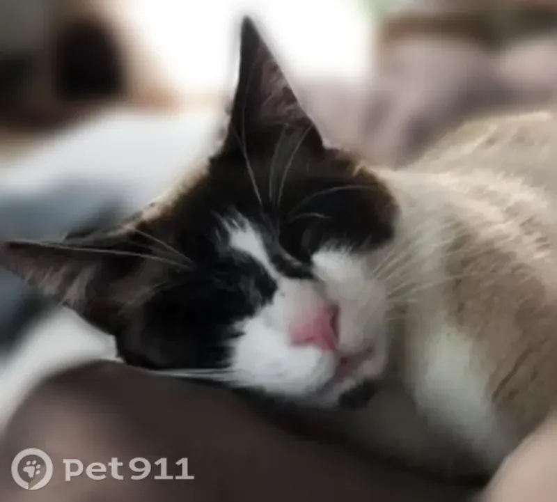 Chat perdu mâle, Leforest, Raimbeaucourt — yeux bleus, croisé siamois - photo