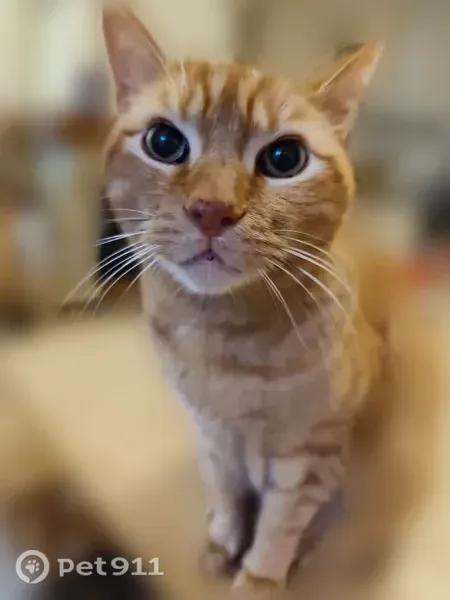 Chat perdu mâle, Rue des Gabariers - Bas Champs, 6, Pleudihen-sur-Rance, Paris - roux tigré, pucé, castré - photo